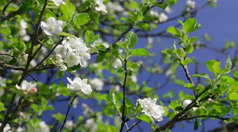 Apple tree during blossom. Stock Footage 49825934