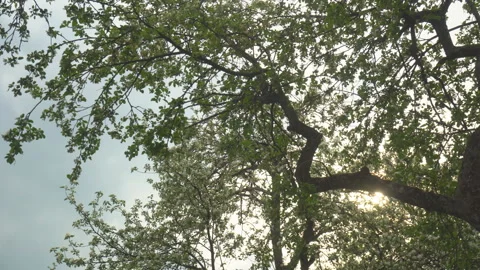 Apple tree during flowering ,dolly shot Stock Footage 107952809