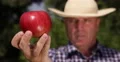 Apple Tree Farm Producer Recommend Red Sweet Apple Fruit Fresh Vitamins Cure 4k or 4k+ Resolution