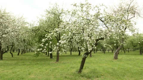Apple tree  farm. Smooth slider shot. Clean and bright daytime. Video stock 64955166