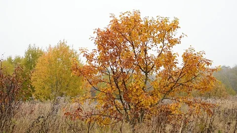 Apple tree in the field, autumn Stock Footage 117473650