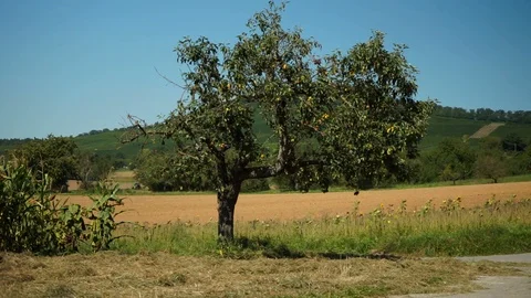 Apple tree on a field Stock Footage 115767757