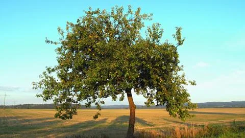 Apple tree in the field Foto stock