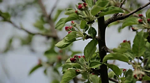 Apple tree filled with buds shortly before blooming Stock Footage 24803153