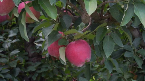 Apple tree filled with Red Jonathan apples ready to be picked Stock Footage 67885011
