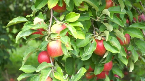 Apple tree filled with Red Jonathan apples ready to be picked Stock-Footage 67885722