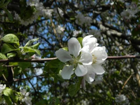 Apple tree flower 1 Stock Photos