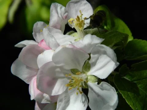 Apple tree flower 10 Stock Photos