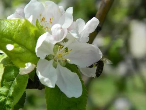 Apple tree flower 13 Stock Photos