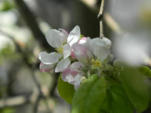 Apple tree flower 2 Stock Photos