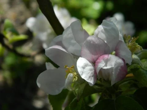 Apple tree flower 3 Stock Photos