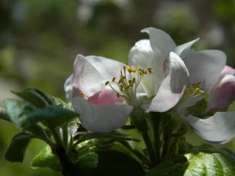 Apple tree flower 4 Stock Photos