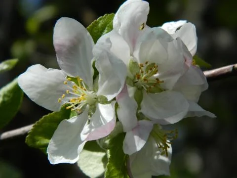 Apple tree flower 6 Stock Photos
