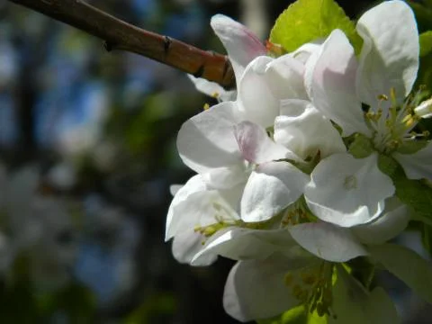 Apple tree flower 7 Stock Photos