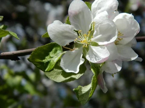 Apple tree flower 8 Stock Photos
