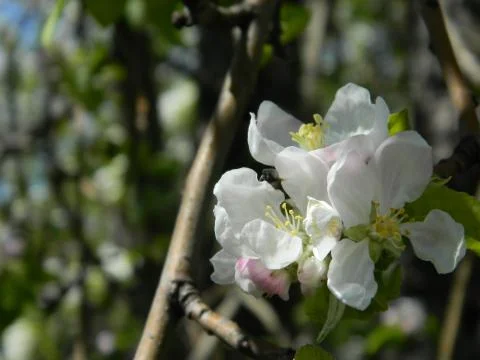 Apple tree flower 9 Stock Photos