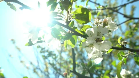 Apple tree, flower and bee collecting pollen Stock Footage 145427384