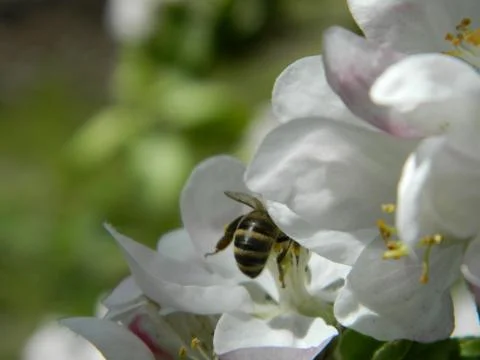 Apple tree flower, bee Stock Photos