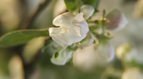 Apple tree flower blooming. Stock Footage 50183422