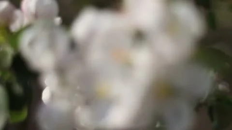 Apple tree flower blossom Stock Footage 10804686