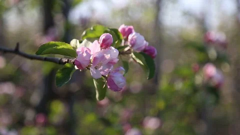 Apple tree flower blossoming at spring time, floral background. Close up for Видео 129420777