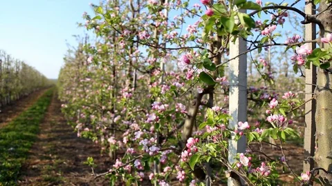 Apple tree flower blossoming at spring time, floral background. Close up for 스톡 동영상 129420799