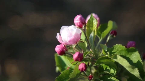 Apple tree flower blossoming at spring time, floral background. Close up for Видео 129420826