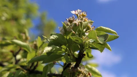 Apple tree flower blossoming at spring time, floral background. Close up for whi Stock-Footage 129813848