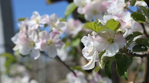 Apple tree flower blossoming at spring time, floral background. Close up for whi Stock-Footage 129813886