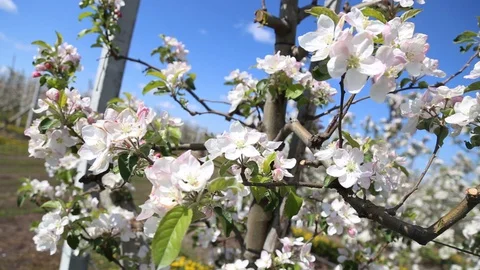 Apple tree flower blossoming at spring time, floral background. Close up for whi Stock-Footage 129813925