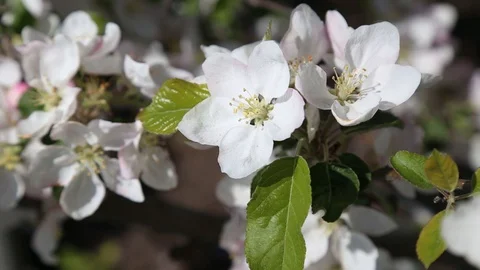 Apple tree flower blossoming at spring time, floral background. Close up for whi Stock-Footage 129813986