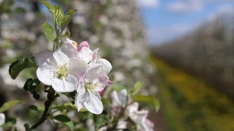 Apple tree flower blossoming at spring time, floral background. Close up for whi Stock-Footage 129814005