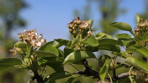 Apple tree flower blossoming at spring time, floral background. Close up for whi Stock Footage 129814396