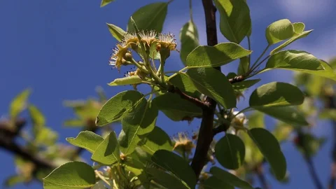 Apple tree flower blossoming at spring time, floral background. Close up for whi Stock-Footage 129814443