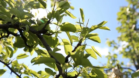 Apple tree flower blossoming at spring time, floral background. Close up for whi Stock-Footage 129814468
