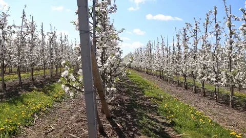 Apple tree flower blossoming at spring time, floral background. Close up for whi Stockbeeldmateriaal 129814812