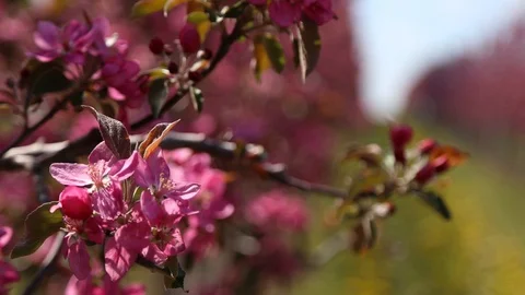 Apple tree flower blossoming at spring time, floral background. Close up for whi Stockbeeldmateriaal 129816515