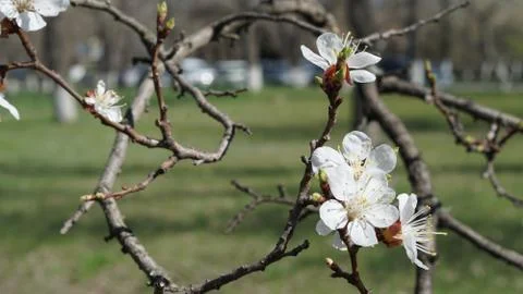 Apple tree flower blossoming at spring time, floral background 写真素材