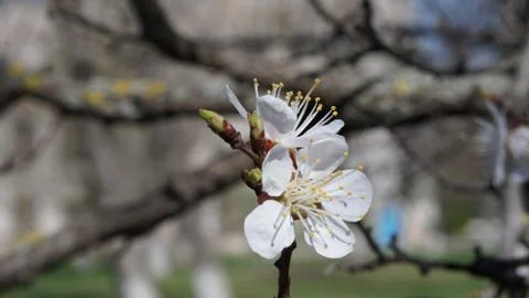 Apple tree flower blossoming at spring time, floral background Foto stock