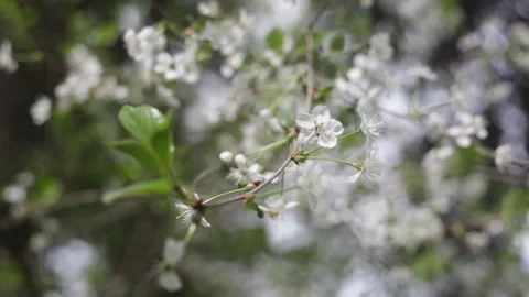 Apple tree flower on a branch. Stock Footage 132108630