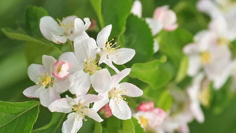 Apple tree flower, close-up. Stock Footage 87896561