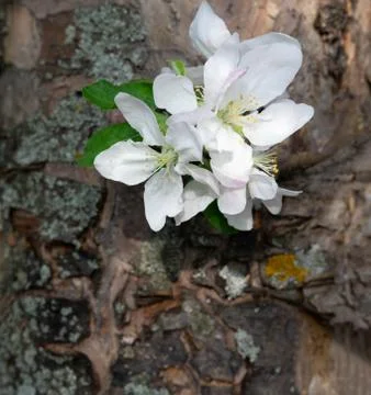 Apple tree flower close-up that grows directly from the bark of a tree. Sprin Stock Photos