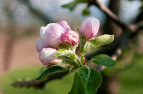 Apple tree flower, close up, spring time blooming. Foto stock