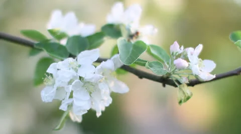 Apple-tree flower Stock Footage 23689601