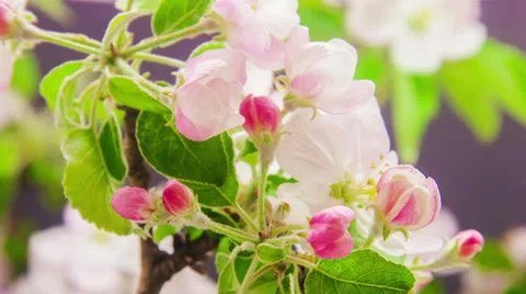 Apple tree flower growing time lapse 動画素材 23009525