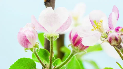Apple Tree Flower Growing Timelapse Stock Footage 37560690