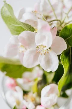 Apple tree flower macro shot. Stock Photos