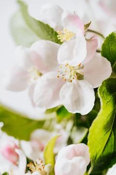 Apple tree flower macro shot. Stock Photos