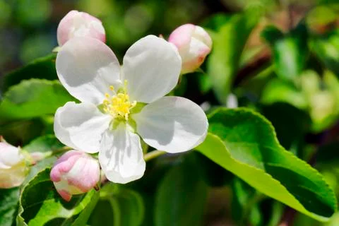 Apple tree flower Stock Photos