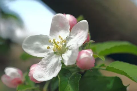 Apple-tree flower Stock Photos